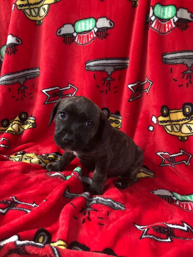 gumtree staffordshire bull terrier puppies